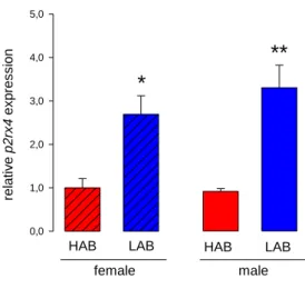 Figure 4: Relative expression of p2rx4 mRNA in female (left; n = 6, 7) and male (right; n = 8) HAB and LAB rats