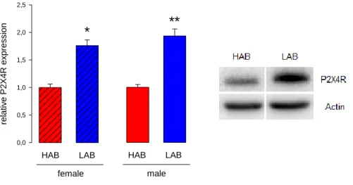 Figure 5: Relative protein expression of P2X4R in female (left; n = 5) and male (right; n = 7) HAB and LAB rats