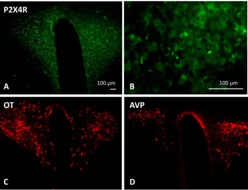 Figure 6: Staining of P2X4R (green, A and B), OT (red, C) and AVP (red, D) in consecutive 40 µm slices of the PVN  of Wistar rats
