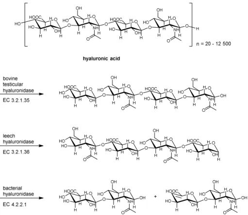 Figure 1.2 Classification of hyaluronidase according to Meyer. 36  Adopted from Muckenschnabel