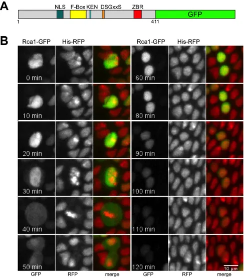 Abbildung 2.1: Rca1-GFP wird in der G1-Phase des Zellzyklus 17 in Embryonen abge- abge-baut 