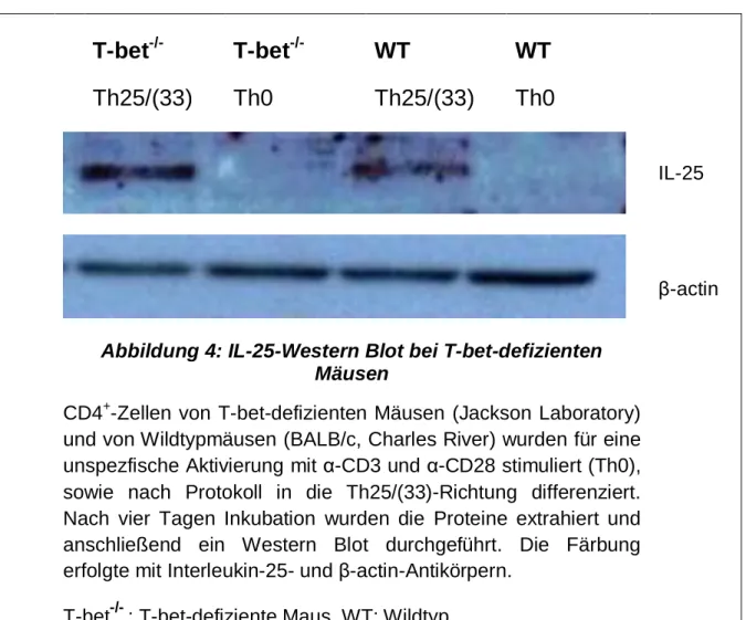 Abbildung 4: IL-25-Western Blot bei T-bet-defizienten  Mäusen 