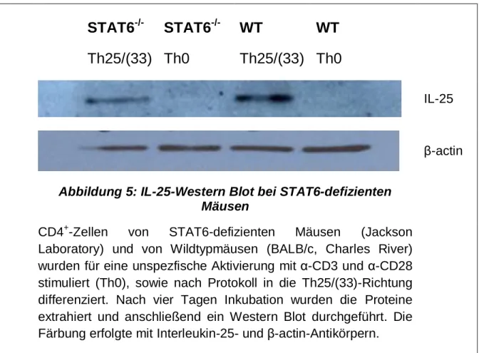 Abbildung 5: IL-25-Western Blot bei STAT6-defizienten  Mäusen 