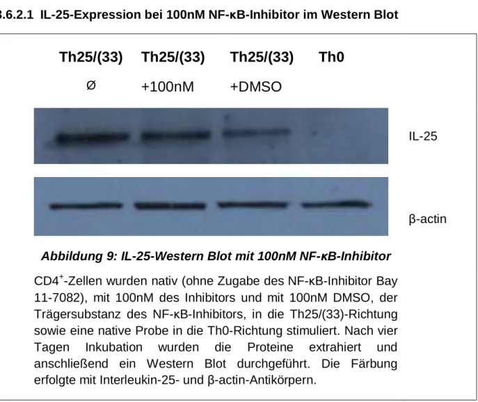 Abbildung 9: IL-25-Western Blot mit 100nM NF-κB-Inhibitor 