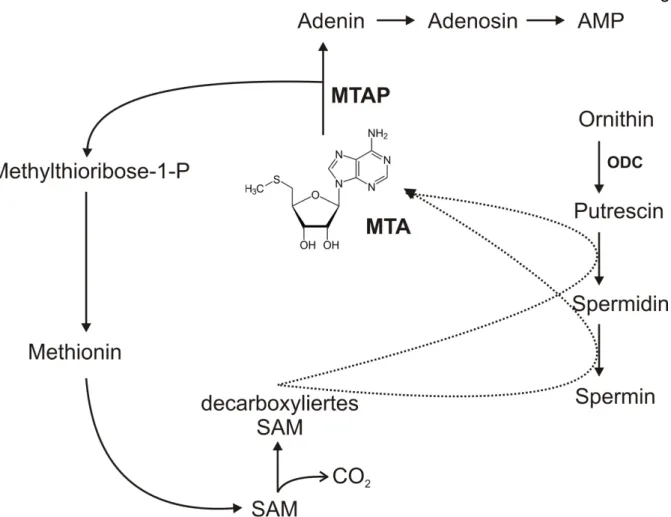 Abb. 1: Synthese und Metabolismus von 5’-Deoxy-5’-Methylthioadenosin (MTA).  