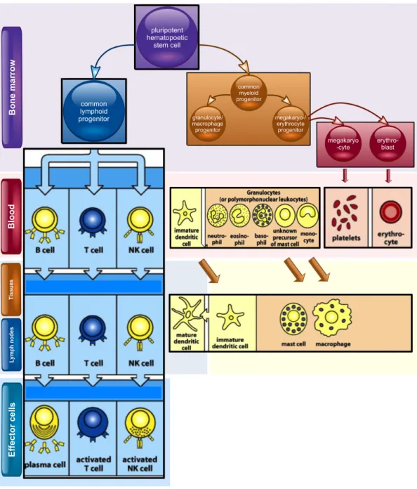 Abb.    1    Abstammung    der    zellulären    Blutbestandteile    des    Immunsystems