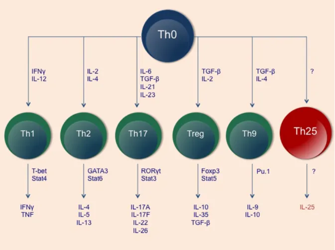 Abb.    3    T-­‐Zell-­‐Differenzierung    in    unterschiedliche    Effektorzellen    mit    charakteristischem    Zytokin-­‐    und    Transkriptionsfaktorprofil