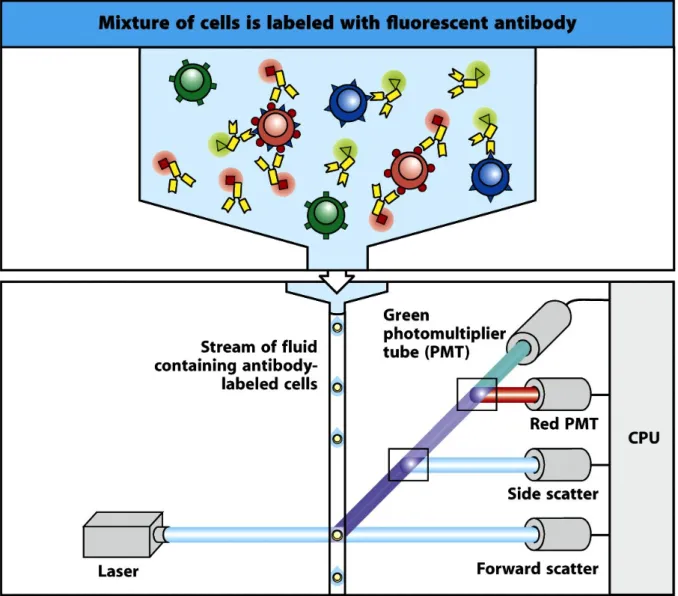 Abb.   5:   Funktionsweise   einer   Durchflusszytometrie   [1]   