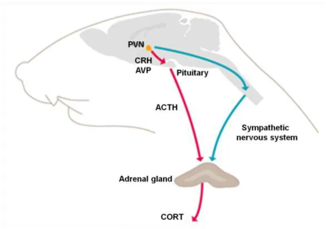 Figure  1.    Schematic  representation  of  the  Hypothalamus-Pituitary-Adrenal  (HPA)  axis  and  sympathetic nervous system physiological response to stress 