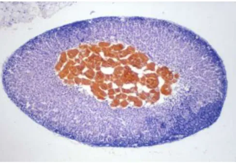 Figure  2.    Macroscopic  structure  of  the  rodent  adrenal  glands:  the  adrenal  medulla  and  cortex 