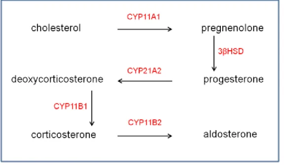 Figure 4.  Schematic representation of the steroidogenic process in the rodent adrenal  The rate-limiting step in CORT biosynthesis is the conversion of free cholesterol into pregnenolone  through  the  action  of  the  cytocrome  P  11A1  (CYP11A1;  P450s