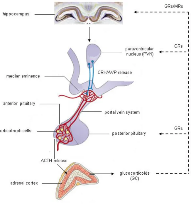 Figure  2:  Schematic  illustration  of  HPA  axis  activation.  Upon  stimulation,  the  paraventricular  nucleus  (PVN)  of  the  hypothalamus  releases  corticotropin-releasing  hormone  (CRH)  and   arginine-vasopressin  (AVP)