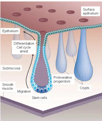 Figure 7: Consistently dividing stem cells on the base of the crypts form proliferative progenitor cells  that migrate from the base of the crypt to the tip, regenerate and renew the colonic surface epithelial  layer, and compensate via apoptosis the conti