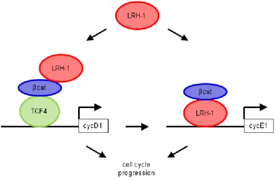 Figure  8:  Schematic  illustration  of  the  dual  mechanism  of  LRH-1  mediated  cell  proliferation