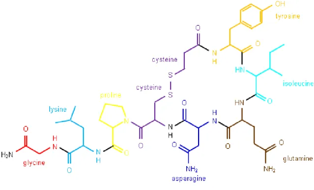 Figure  11:  Chemical  structure  of  oxytocin.  The  nonapeptide  oxtocin  (OXT)  is  composed  of  nine  amino  acids:  Cyr-Tyr-Ile-Gln-Asn-Cys-Pro-Leu-GlyNH 2   with  a  disulfide  bridge  connecting  the  two  cysteins