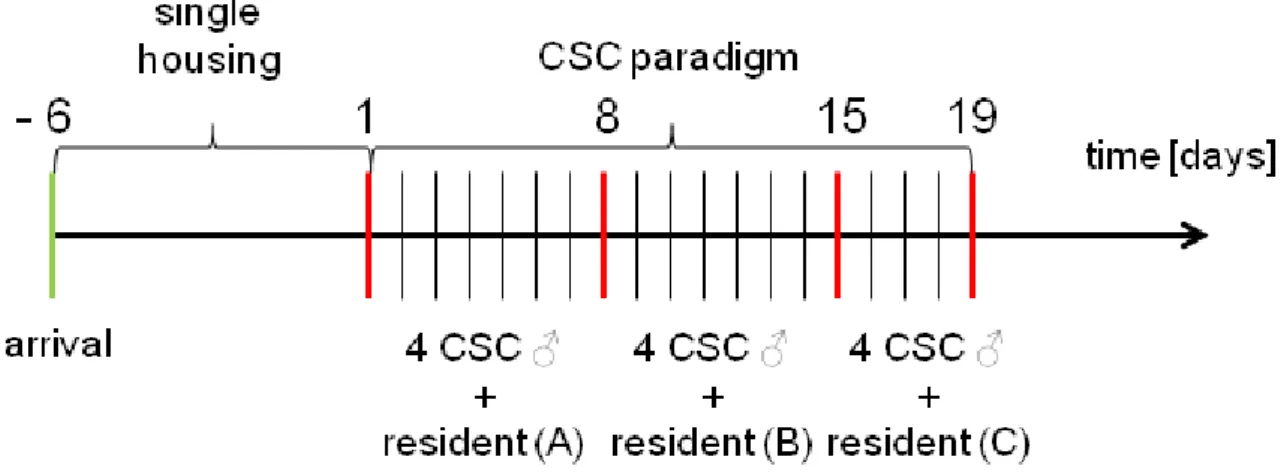 Figure 12:  Schematic illustration of the time  course of the  experimental design of the  chronic  subordinate  colony  housing  (CSC)  paradigm