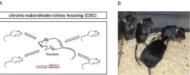 Figure  13:  Schematic  illustration  (A)  and  representative  image  (B)  of  the  chronic  subordinate  colony  housing  (CSC)  paradigm