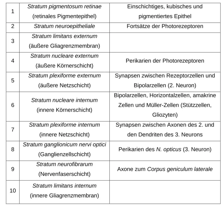 Tabelle 2: Schichten der Retina, aus  15, 16, 18
