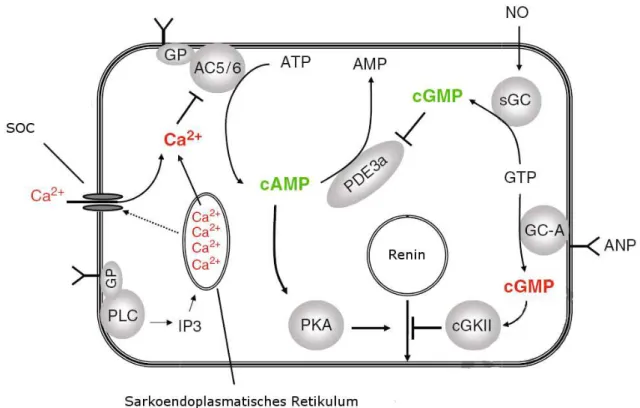 Abbildung 1.4 Zelluläre Kontrolle der Reninfreisetzung [adaptiert nach (Schweda &amp;