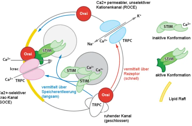 Abbildung 1.7 Mögliches Zusammenspiel zwischen TRPC, Orai und STIM.