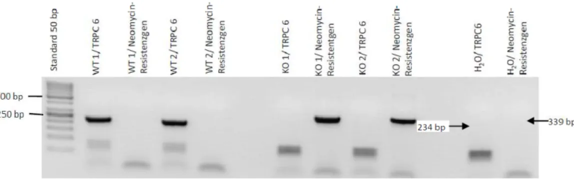 Abbildung  3.1  Genotypisierung  WT  1/2=  Tier  aus  der  Wildtyp-Gruppe;  KO  1/2=  Tier  aus  der  Doppelknockout-Gruppe;  H 2 O=  Negativkontrollprobe;  TRPC6=  Primer  für  TRPC6;   Neomycin-Resistenzgen= Primer für Neomycin-Resistenzgen; 50bp Std DNA