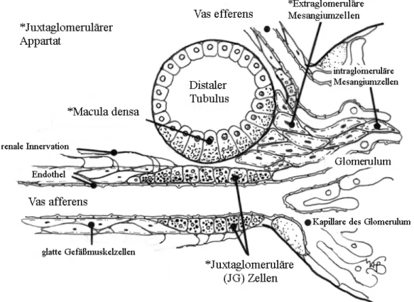 Abbildung 1.1 Schematische  Zeichnung des Juxtaglomerulären Apparats und seiner benachbarten  Strukturen [adaptiert nach (Beierwaltes, 2010)]