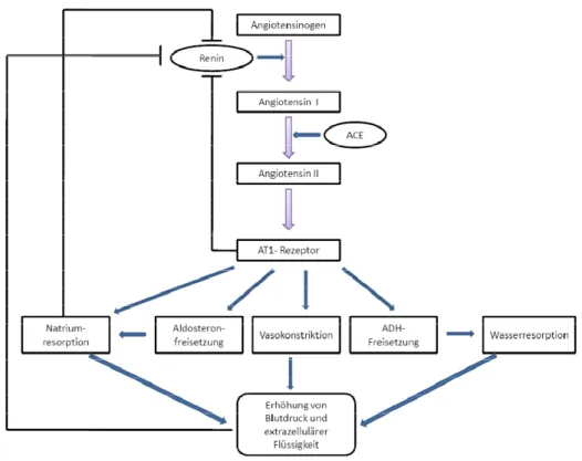 Abbildung  1.2  Regelkreis  des  „klassischen“  RAAS  ACE=Angiotensin  Converting  Enzyme,  ADH=Antidiuretisches Hormon, AT1-Rezeptor= Angoitensin II Typ 1 Rezeptor 