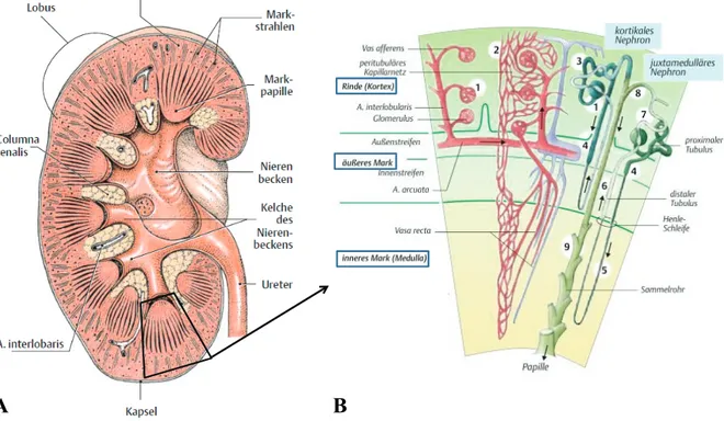 Abb. 1.1  Aufbau der Niere. (A) Längsschnitt durch die Niere (Schema) [1]. (B) Schematische Darstellung der  Gefäßarchitektur in der Niere zusammen mit dem kortikalem und juxtamedullärem Nephron mit Sammelrohr [2]