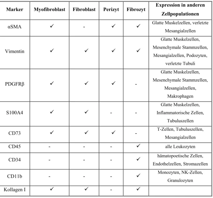 Tab. 1.1 Marker einiger EZM-produzierender Zellen in der renalen Fibrose (nach [7, 14, 33])