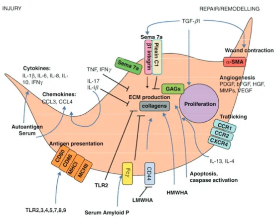 Abb. 1.4 Potentieller Einfluss von Fibrozyten in der Pathogenese von Autoimmunerkrankungen