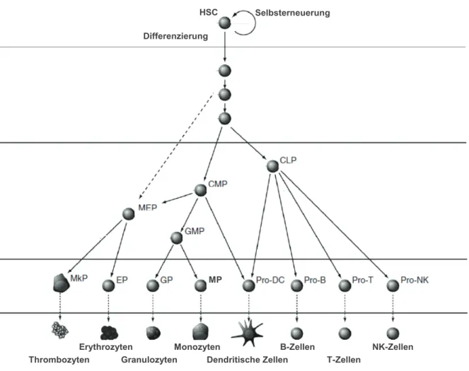 Abb. 1.5 Modell der hämatopoetischen Hierarchie. Die HSC befinden sich an der Spitze der Hierarchie und sind als  selbsterneuernde Zellen definiert, aus denen alle hämatopoetischen Zellpopulationen entstehen