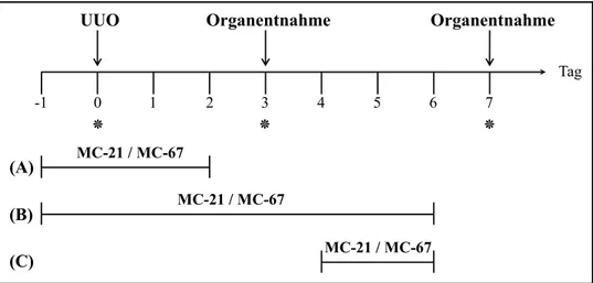 Abb. 3.1 Versuchsaufbau zur Depletion der CCR2 +  Monozyten mit MC-21 im UUO-Modell. Die Applikation von anti- anti-CCR2 Antikörper (MC-21) oder Isotyp-Kontrollantikörper (MC-67) erfolgte (A) an Tag -1 bis 2, (B) an Tag -1 bis 6 oder (C)  an Tag 4 bis 6