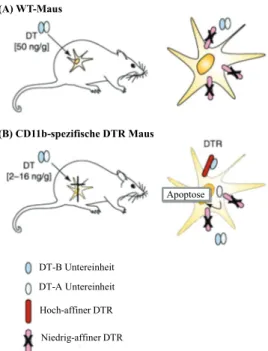 Abb. 3.2 Depletion der CD11b +  Zellen in transgenen Mäusen mit dem hochaffinen DTR. (A) WT-Maus ist 1000-mal  resistenter gegen DT als z.B