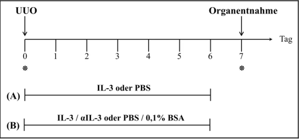 Abb. 3.7 Versuchsaufbau zur Untersuchung aktivierter Basophiler Granulozyten bei der Fibrozytenakkumulation  nach Ureterobstruktion