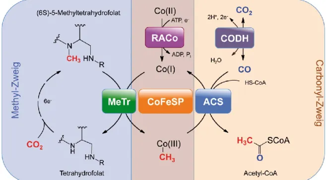 Abbildung  1:  Schritte  des  reduktiven  Acetyl-CoA-Wegs.  Schematische  Darstellung  mit  den  beteiligten  Enzymen