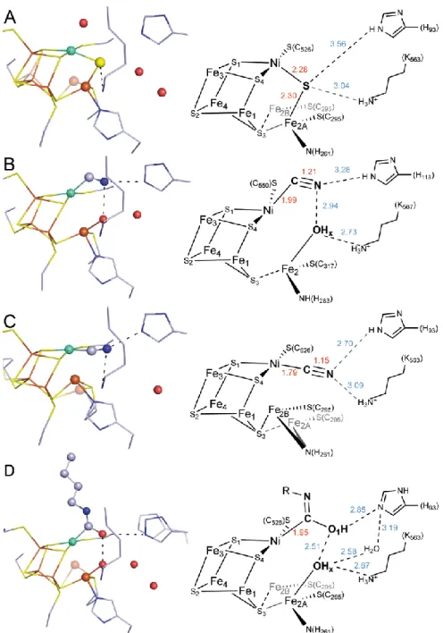 Abbildung  12:  Strukturen  des  C-Clusters  mit  unterschiedlichen  Inhibitoren  und  Reaktionsprodukten