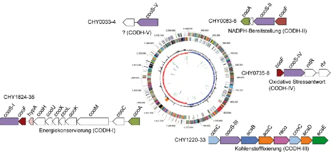 Abbildung  13:  Lokalisation  der  fünf  verschiedenen  CODH-codierenden  Gene  in  C