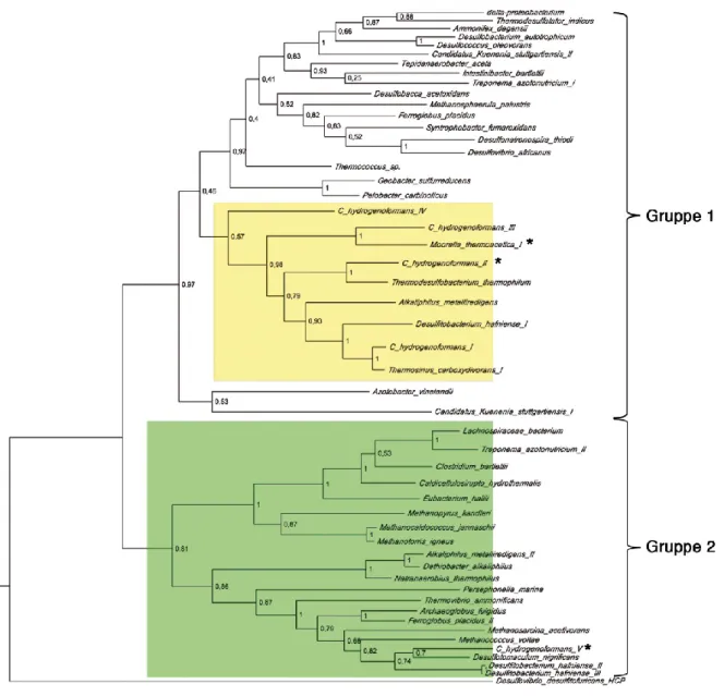 Abbildung  14:  Phylogenetischer  Baum  für  CO-Dehydrogenasen.  Die  Sequenz  von  CODH-II Ch   wurde  als  Suchsequenz  verwendet  und  ein  phylogenetischer  Baum  für  die  verwandten  CODHs  (51  Sequenzen)  erstellt