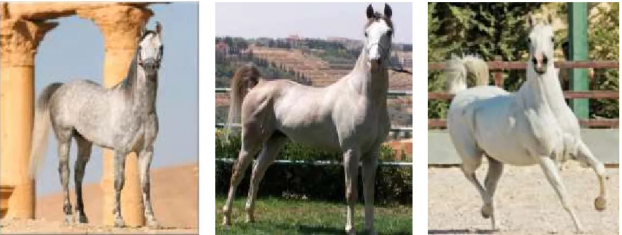Figure 1.3. Three stallions representing the three Syrian Arabian horse strains 