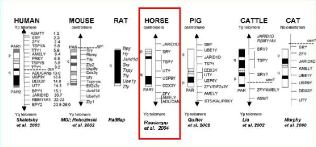 Figure 1.5. Comparative illustrations representing the horse Y chromosome map and six  mammalian species (including human)