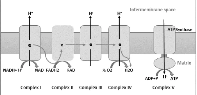 Figure 1.6. The five mitochondrial protein complexes of respiratory chain. 