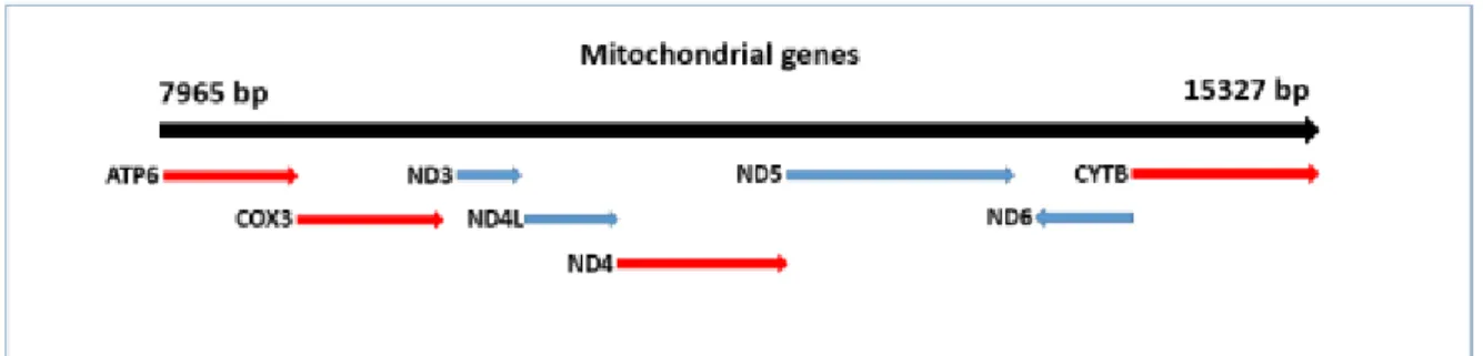 Figure 1.7. The mitochondrial genes MT-ATP6, MT-COX3, MT-ND4 and MT-CYB (in red)  expansion in the equine mitochondrial genome
