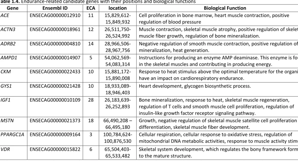 Table 1.4. Endurance-related candidate genes with their positions and biological functions 