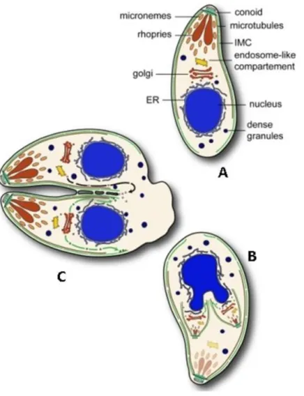 Fig 3. Schematic representation of endodyogeny and cell structure of T. gondii. (A) Mother cell