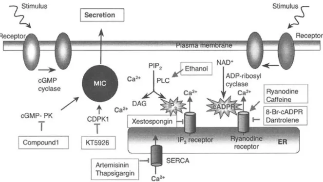Fig 4. Microneme secretion and calcium-mediated signaling pathways in T. gondii. Chemical agonists  (   ) or inhibitors (┬) are also  shown