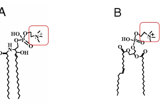 Fig  6.  Scheme showing the structure of the two major phospholipid groups, sphingolipids  (A)  and  glycerophospholipids (B), in particular, sphingomyeline and phosphatidylcholine, respectively