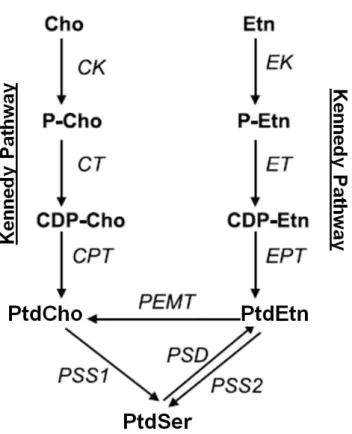 Fig  8.  Inter-relationships among phospholipid biosynthetic pathways in mammalian cells