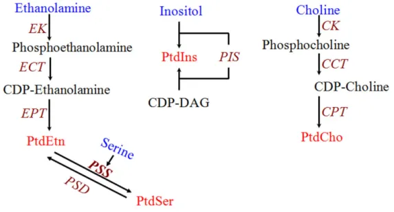 Fig  9.  Biochemical pathways for phospholipid  synthesis  with experimental evidence  in T
