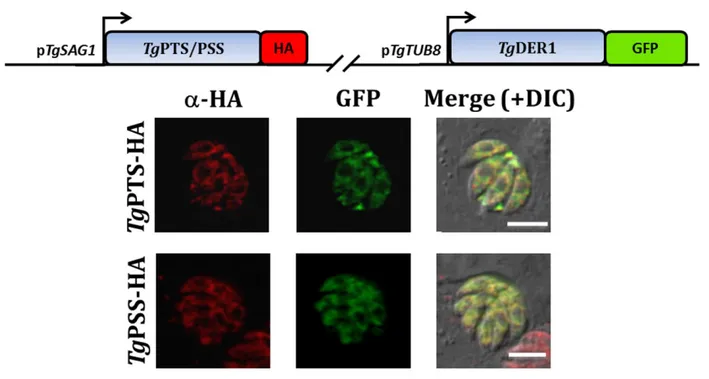 Fig. 16. PtdThr and PtdSer are synthesized in the endoplasmic reticulum of T. gondii. Immunostained  images of the HA-tagged PtdThr synthase (TgPTS) and PtdSer synthase (TgPSS) expressed at the  UPRT locus in stable transgenic parasites under the control o