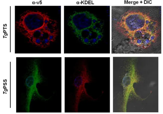 Fig.  17.  TgPTS  and TgPSS are expressed in the ER  in COS-7 cells. Immunofluorescence images  showing localization of transgenic TgPTS-v5 and TgPSS-v5 similar to an ER-marker ( α -KDEL) in  COS-7 cells